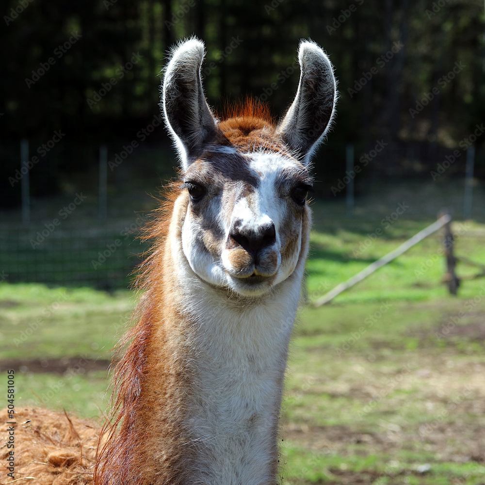 close up of a llama with red hair