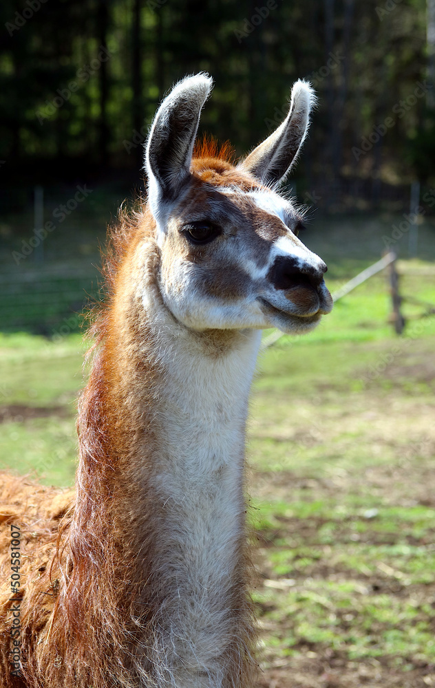 close up of a llama with red hair