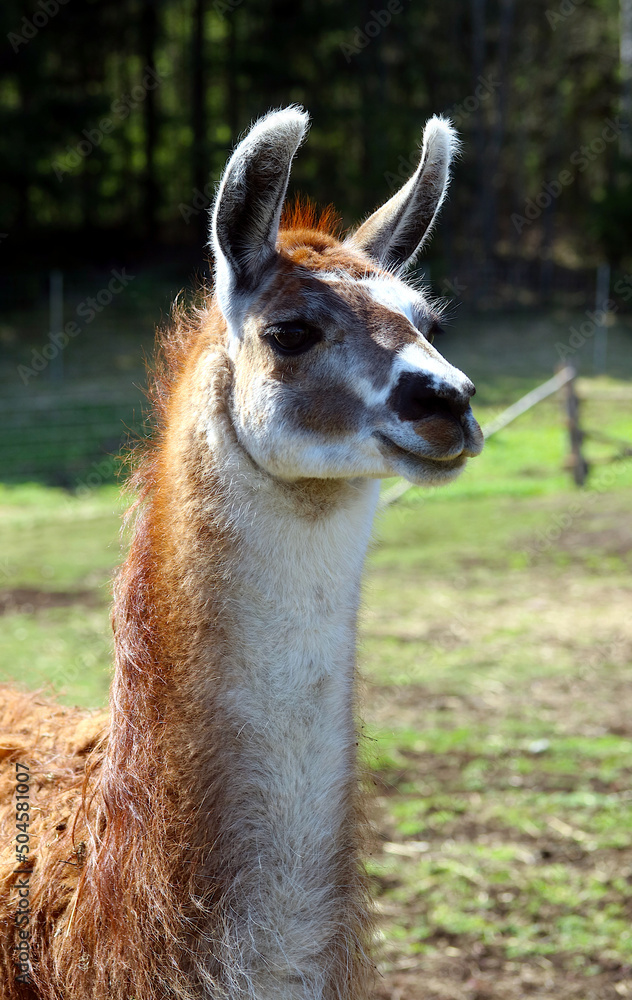 close up of a llama with red hair close up of a llama with red hair