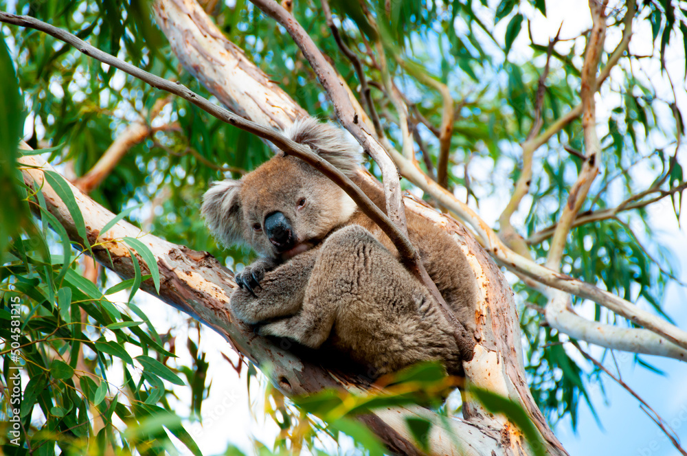Fototapeta premium Wild Koala - Kangaroo Island
