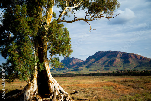 Cazneaux Tree - Flinders Ranges - Australia photo