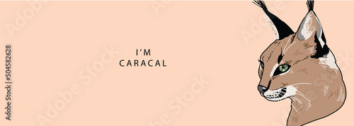 The head of a caracal looks seriously to the side on a beige background