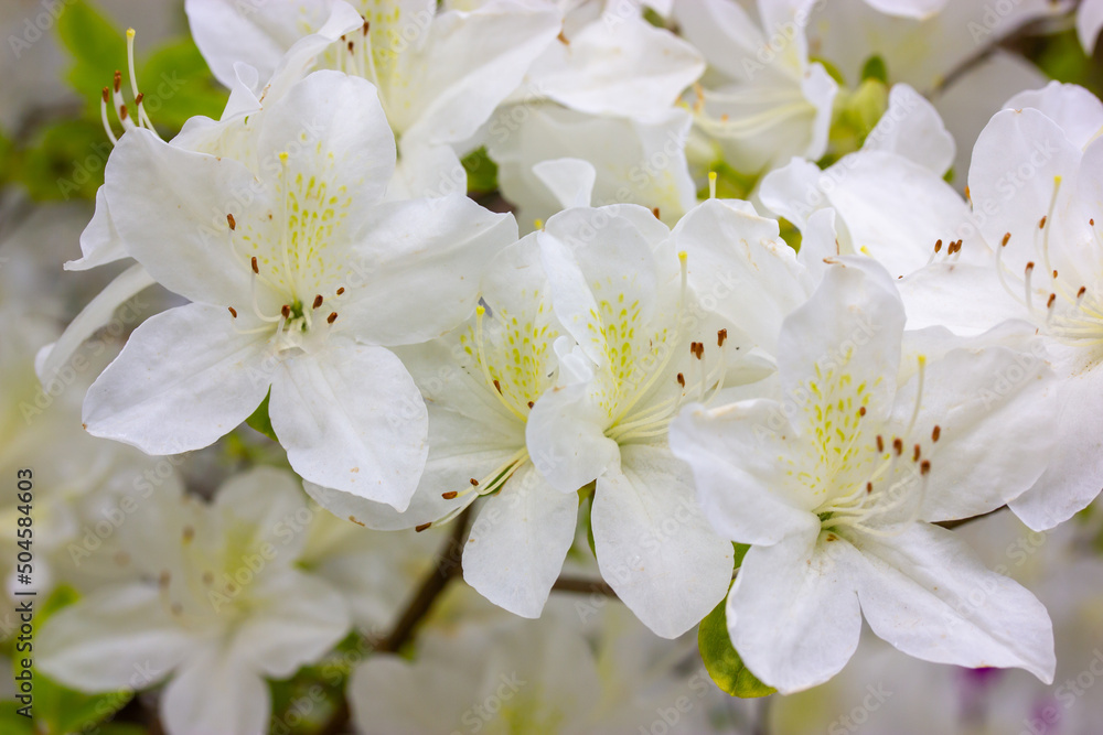 White azalea buds in full bloom. Rhododendrons blossoming in a spring botanical Japanese garden. Beautiful fragrant flowers on a shrub in summer day. Background of white petals. Floral wallpaper. White azalea buds in full bloom. Rhododendrons blossoming in a spring botanical Japanese garden. Beautiful fragrant flowers on a shrub in summer day. Background of white petals. Floral wallpaper.