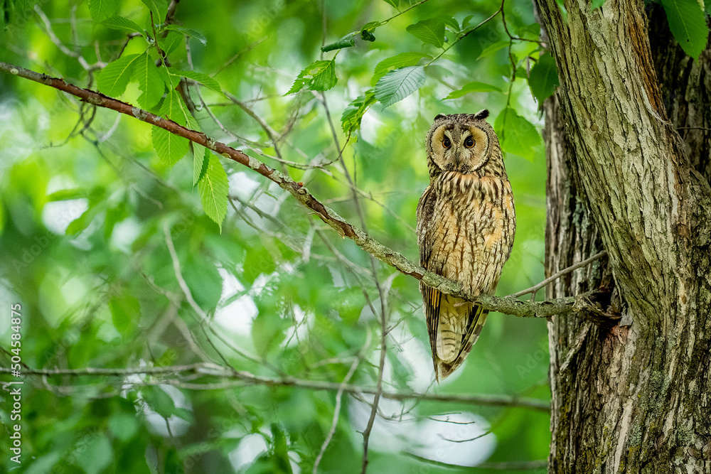 Obraz premium 北海道の6月、トラフズクの初夏。 