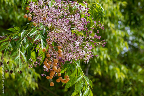 Detail of flowers and fruits of a cinnamon tree (Melia azedarach) in the park photo