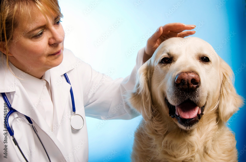 a woman vet doctor with a white golden retriever in trustful friendship 