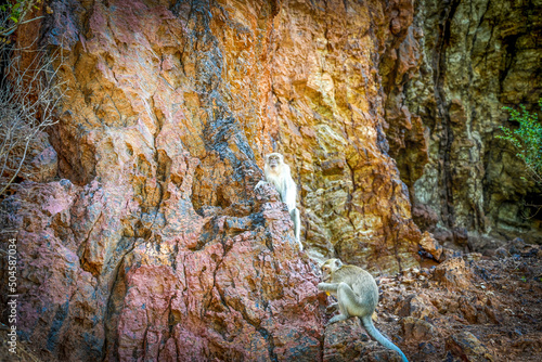 Ko Lan ist eine Insel im östlichen Teil der Zentralregion von Thailand. Ko Lan gehört zur Provinz Chonburi, Amphoe Bang Lamung und liegt im östlichen Golf von Thailand. photo