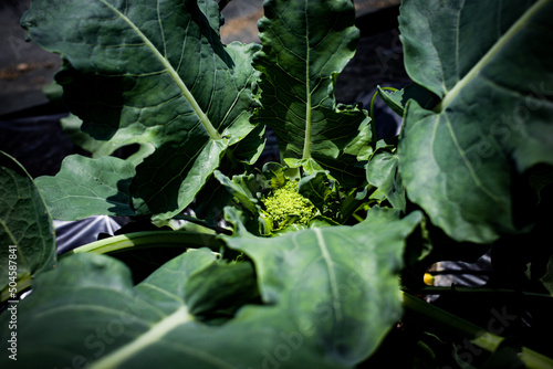 ブロッコリーの蕾