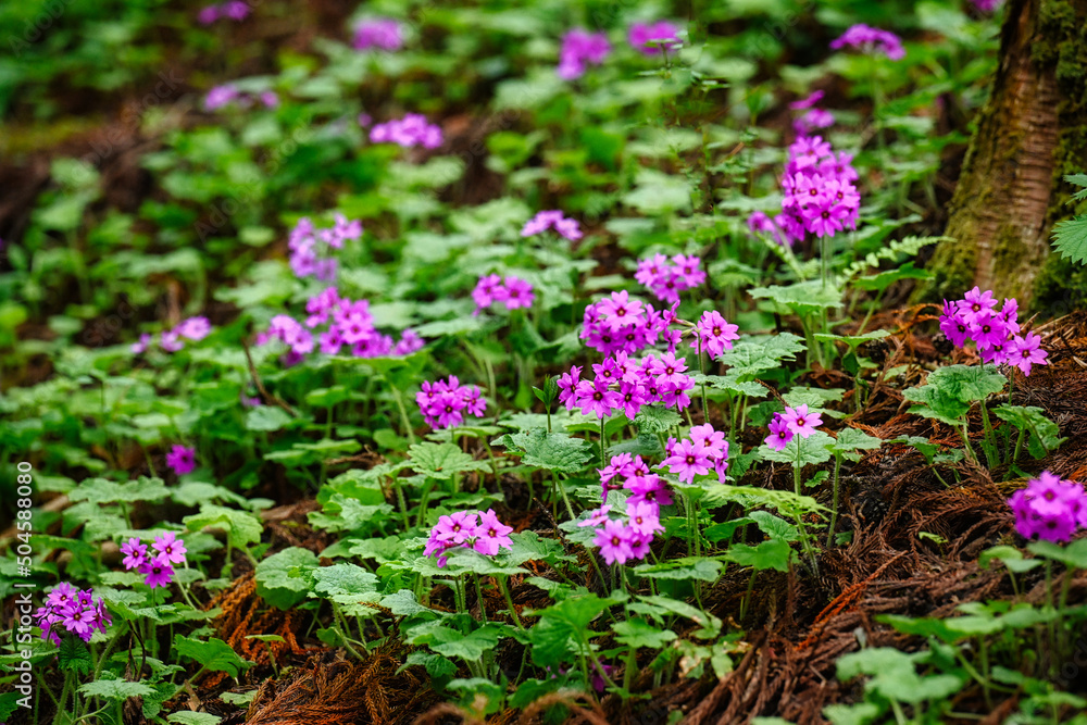 Fototapeta premium 世界でここだけの花 群馬県みどり市のカッコソウの花を訪ねて