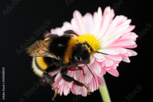 Fotobehang young bumblebee on a flower