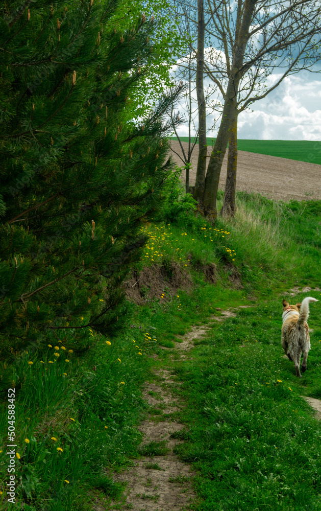 Fototapeta premium dog runs on the path in the forest