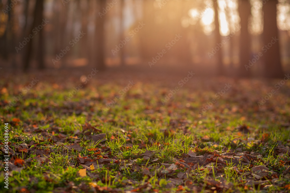 beautiful sunset in the park sunbeams among green grass in yellow leaves warm light in autumn beautiful sunset in the park sunbeams among green grass in yellow leaves warm light in autumn