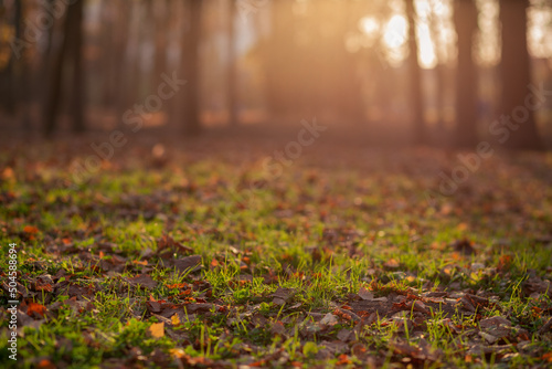 beautiful sunset in the park sunbeams among green grass in yellow leaves warm light in autumn