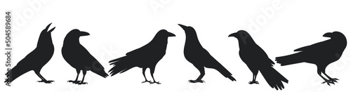 Fotografering crow silhouette set, on white background, isolated, vector
