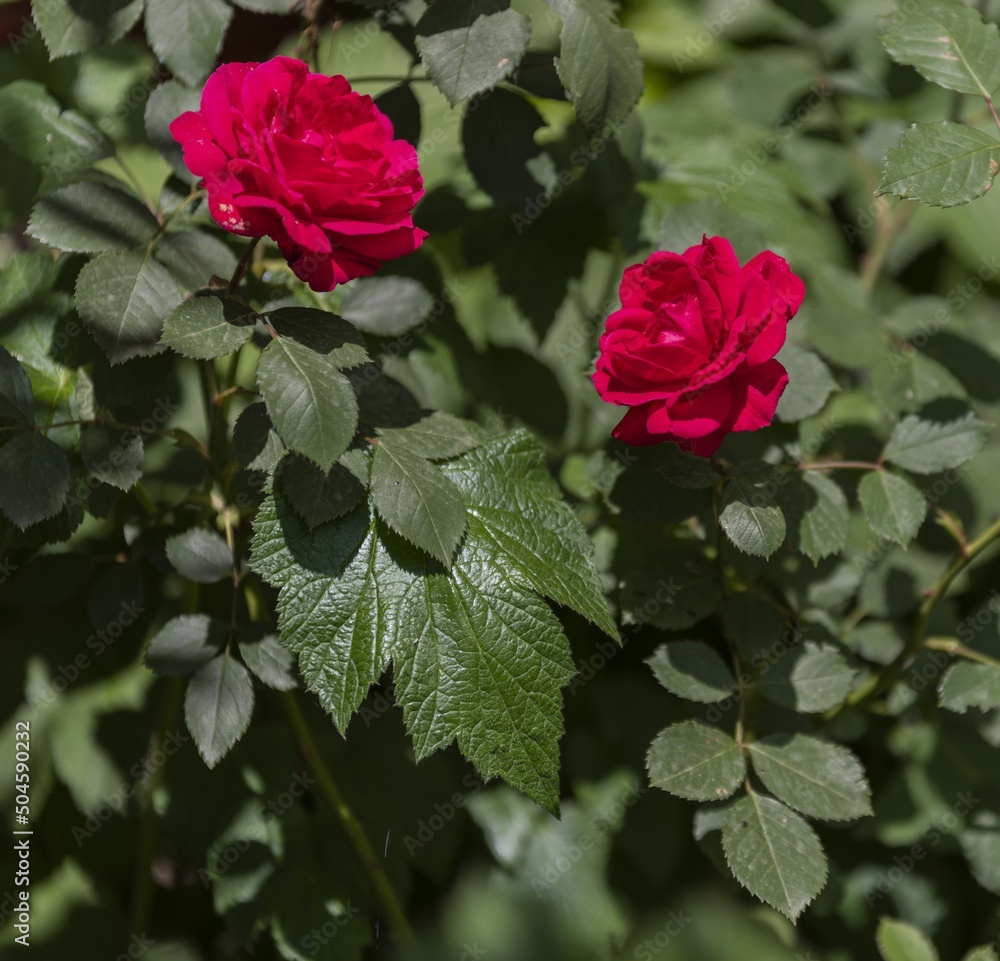 Rosa Rosa