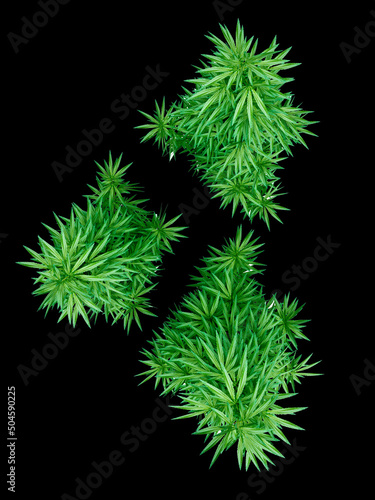 cannabis isolated on background