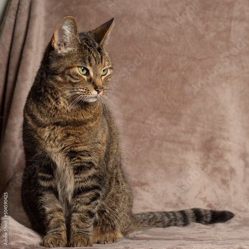 Fototapeta Naklejka Na Ścianę i Meble -  Portrait of a Tabby cat sitting on a pink blanket looking