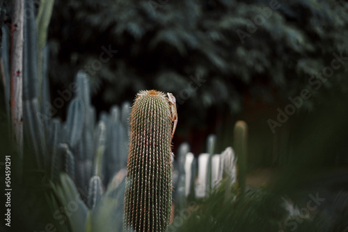 lizard on cactus in the garden photo