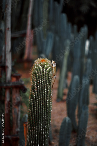 lizard on cactus in the garden photo