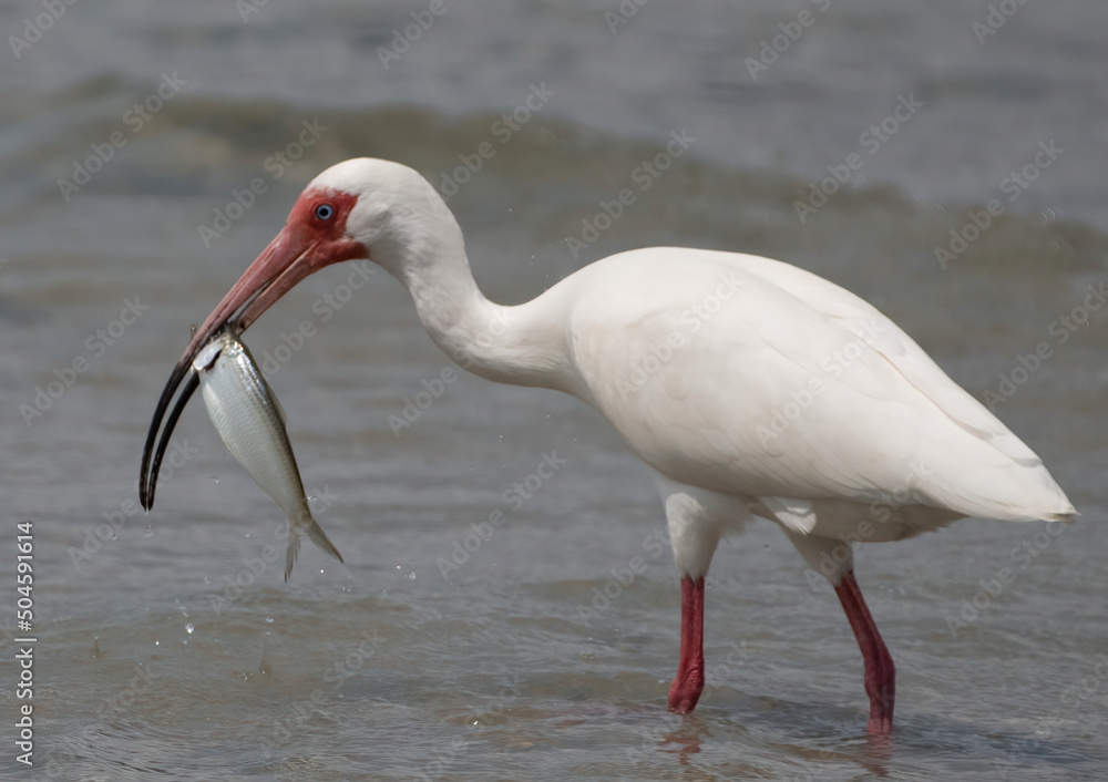 white ibis in the water