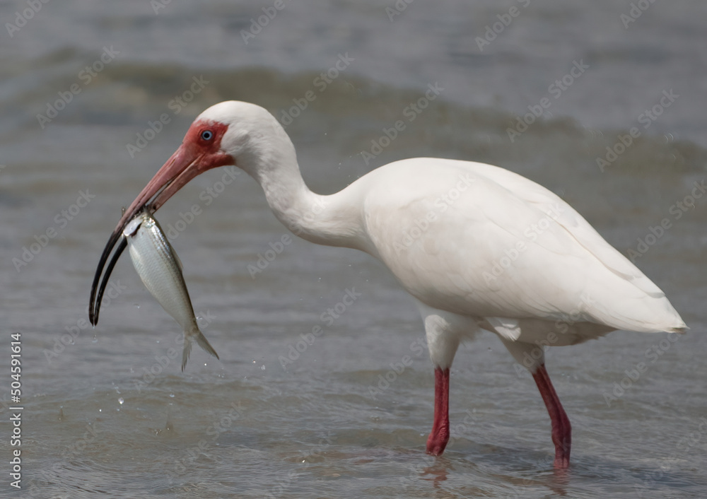 Obraz premium white ibis in the water