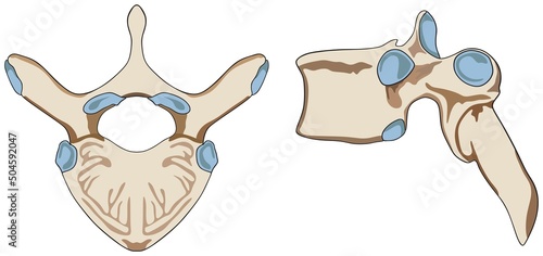 Anatomy of human vertebra structure infographic diagram part of vertebral column spine back bone cartoon vector drawing vertebrae for medical science education anterior lateral view