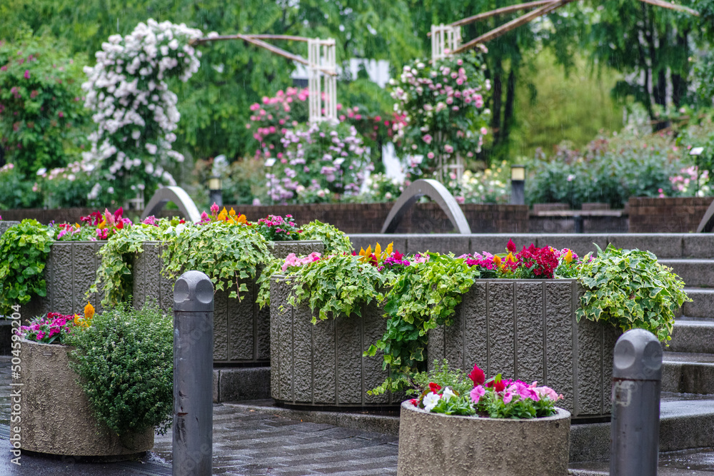 Fototapeta premium 東京の赤坂6丁目の花園