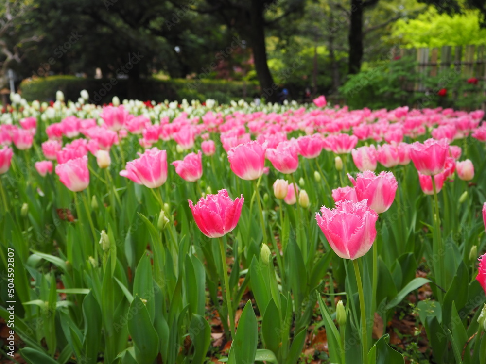 the beautiful tulip garden in yokohama, Japan the beautiful tulip garden in yokohama, Japan