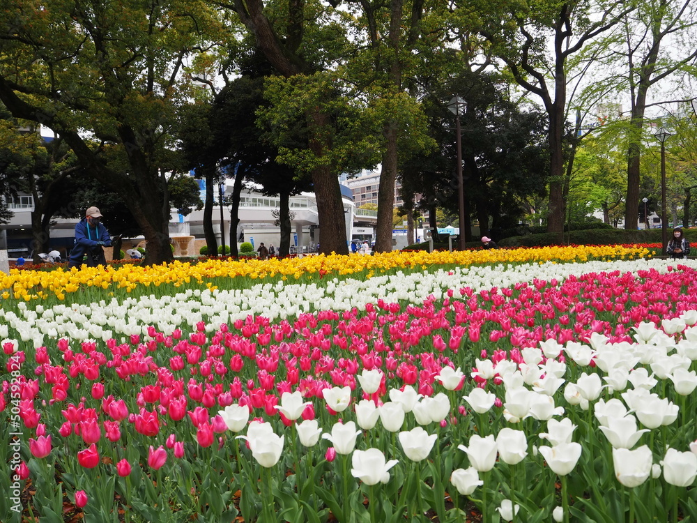 the beautiful tulip garden in yokohama, Japan