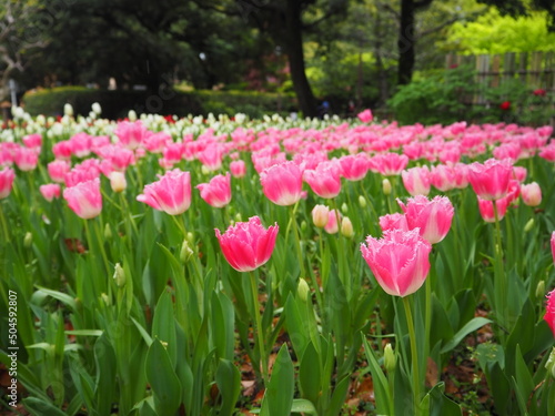 the beautiful tulip garden in yokohama  Japan