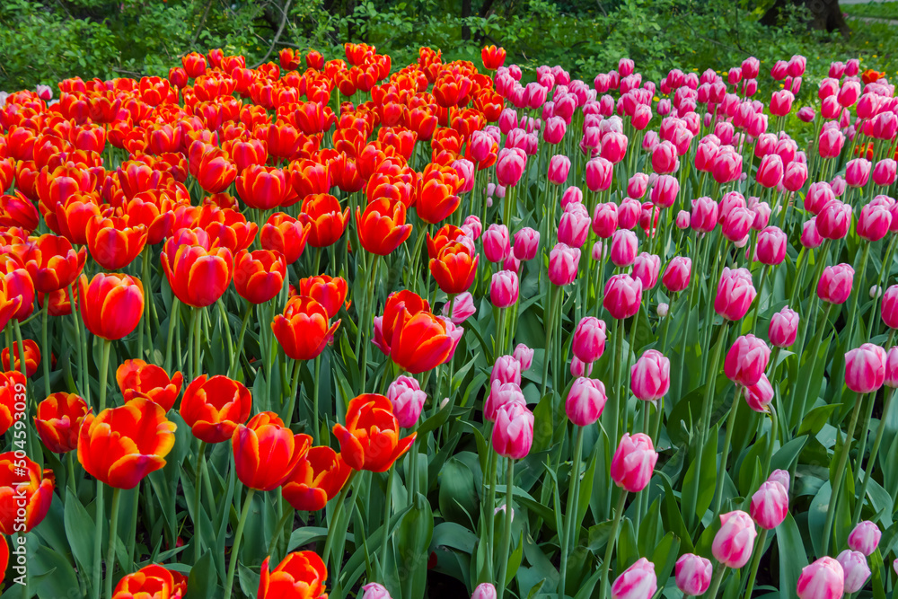 Colorful spring meadow with lot red tulip power play and pink tulip dutch design flowers. Nature, floral, blooming and gardening concept