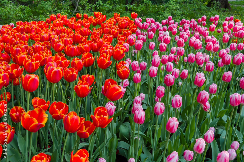Colorful spring meadow with lot red tulip power play and pink tulip dutch design flowers. Nature, floral, blooming and gardening concept Colorful spring meadow with lot red tulip power play and pink tulip dutch design flowers. Nature, floral, blooming and gardening concept