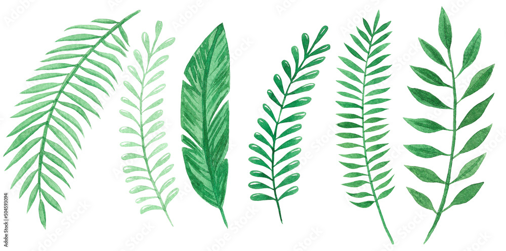 Set of tropical leaves on white background, watercolor illustration