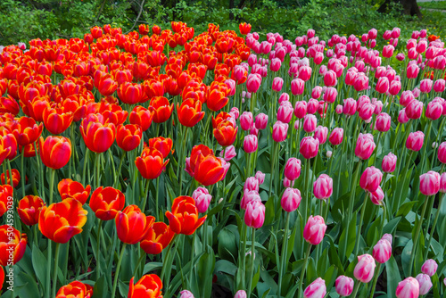 Colorful spring meadow with lot red tulip power play and pink tulip dutch design flowers. Nature  floral  blooming and gardening concept