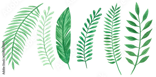 Set of tropical leaves on white background, watercolor illustration