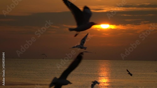 Seagull wing on the sea at sunset photo