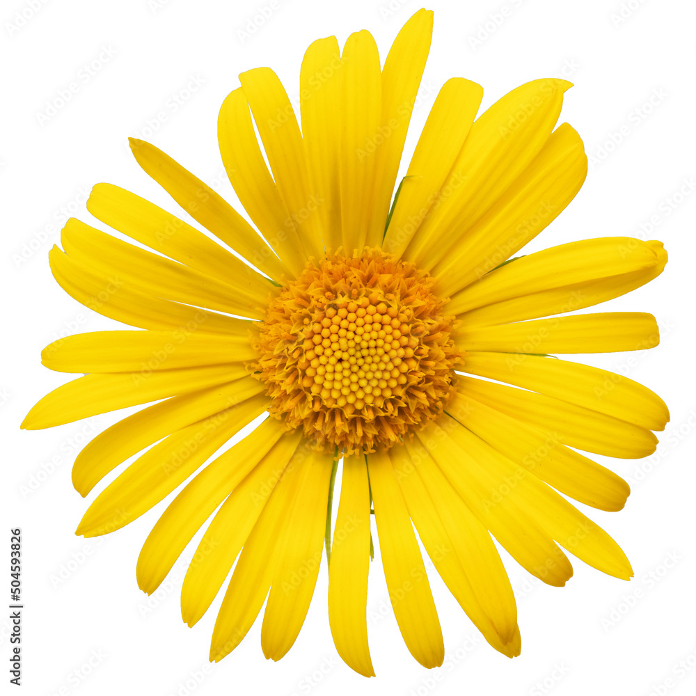 Yellow chamomile flower on a white background. Macro.