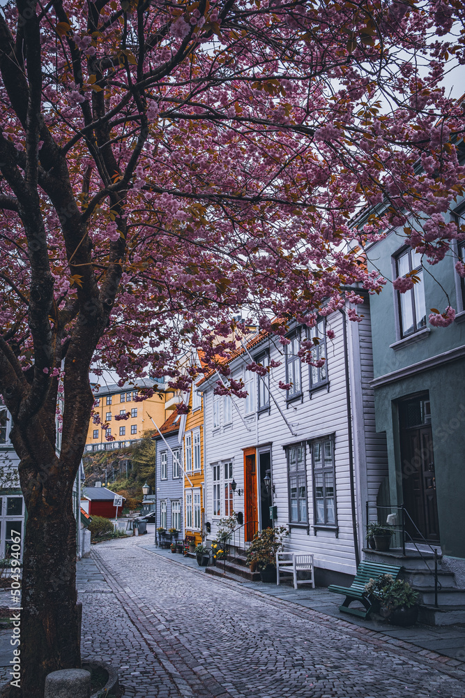 Bergen Cherry Blossom Street