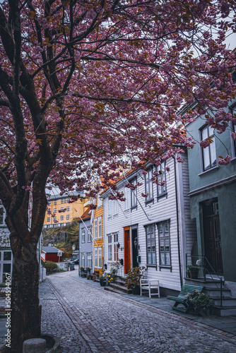 Bergen Cherry Blossom Street