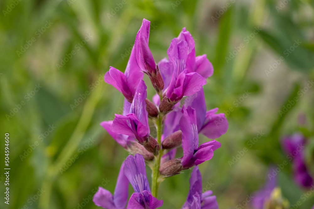 Close up of pink monkshood wildflowers in field Close up of pink monkshood wildflowers in field