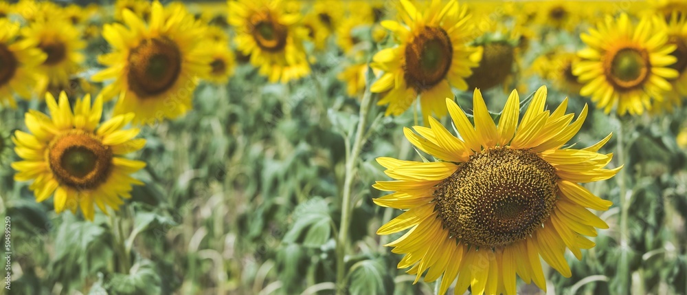 Fototapeta premium Blooming yellow sunflowers growing in beautiful field. Summer bright nature. Sunflower summertime natural background. Banner.