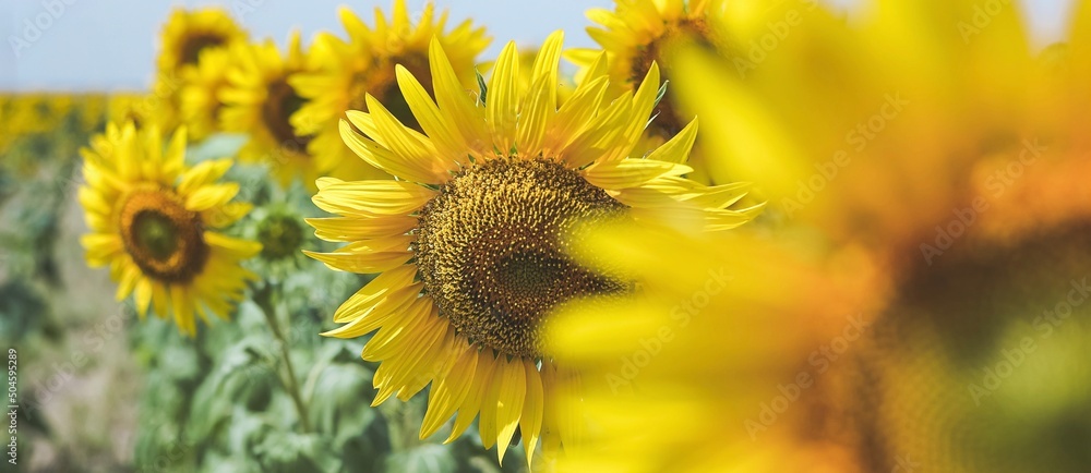 Fototapeta premium Blooming yellow sunflowers growing in beautiful field. Summer bright nature. Sunflower summertime natural background. Banner. 