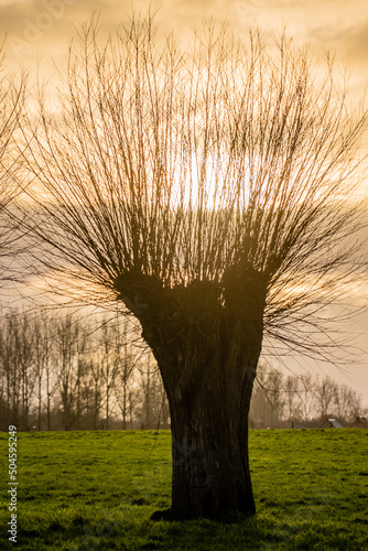 Backlit HDR shot of a pollard willow, at sunset, in the countryside of east flanders, Belgium. photo