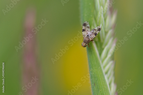 Tephritis matricariae - Tephritis matricariae - Tephrite matricaire photo