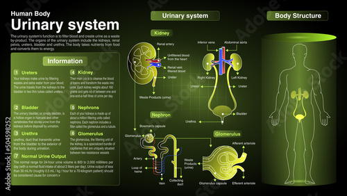 Vector Diagrams of Urinary System: Function, Organs and Anatomy