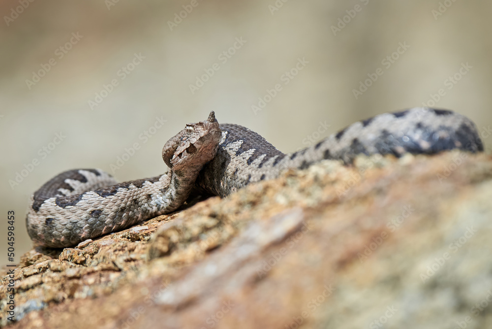 Fototapeta premium Nose-Horned Viper close-up (Vipera ammodytes)