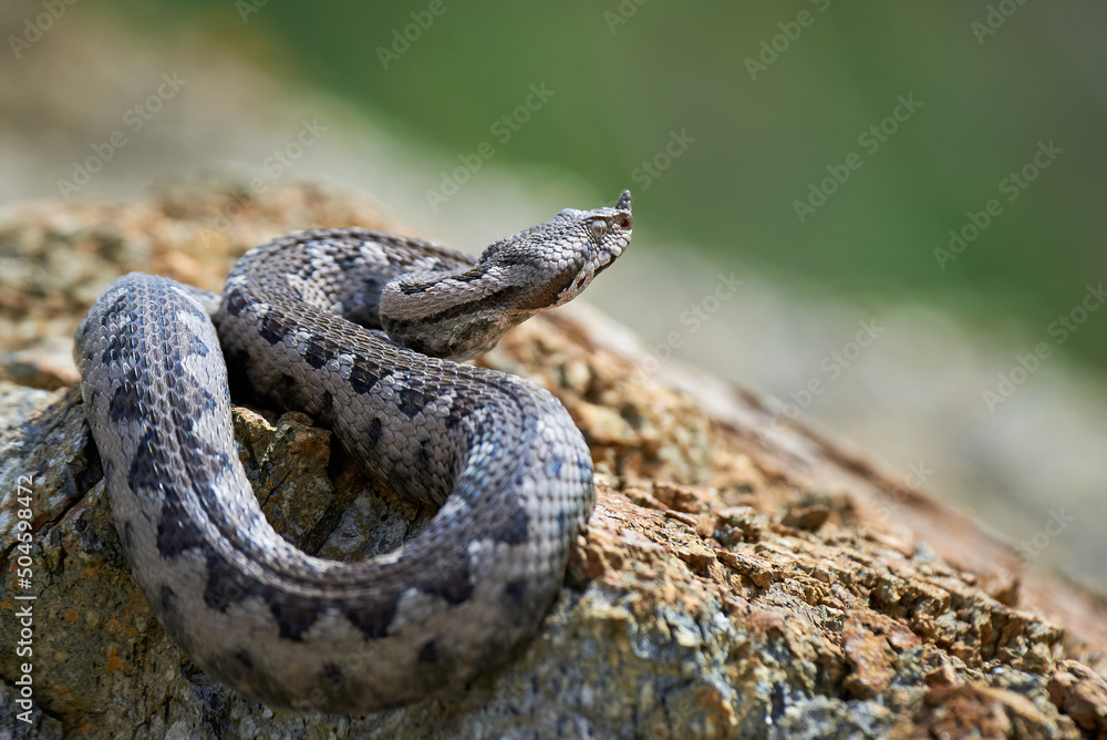 Nose-Horned Viper close-up (Vipera ammodytes) Nose-Horned Viper close-up (Vipera ammodytes)