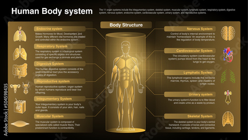 Vector Diagrams of Respiratory System: Function, Organs and Anatomy