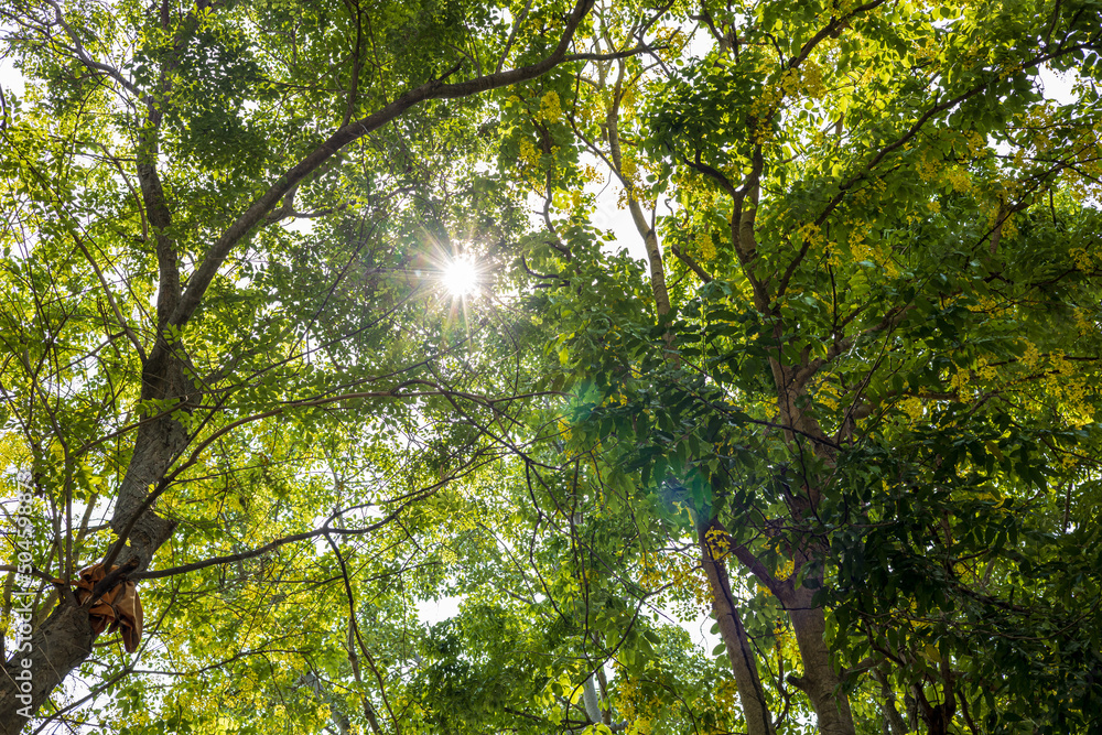 A view from below as sunlight shines through the background of a large group of green leaves.