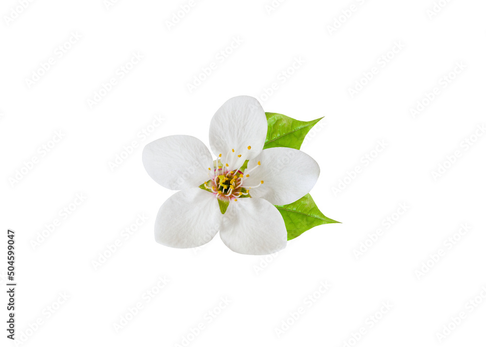 Beautiful tree blossom isolated on white. Spring season. High quality photo